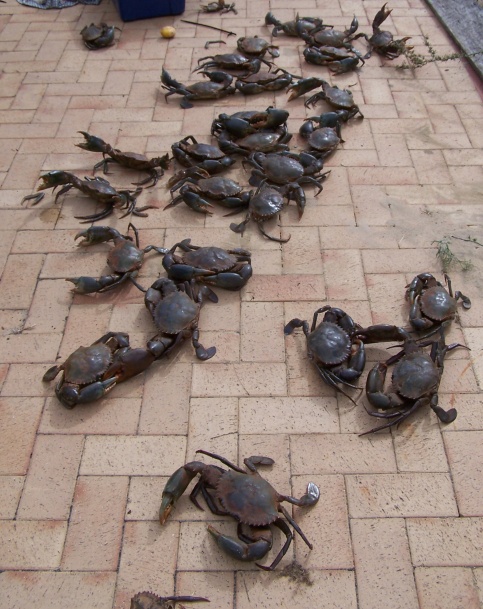 Rocko mud crab invasion '09